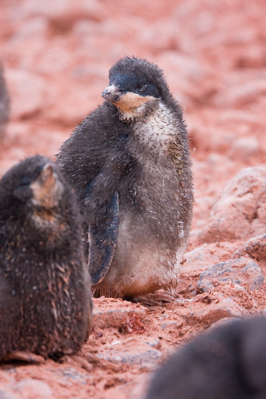 Adélie Penguin Chick